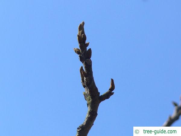 bitternut (Carya cordiformis) terminal buds