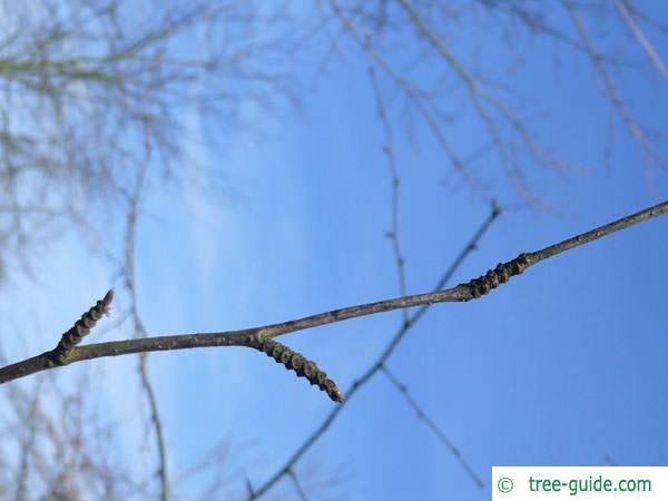 black birch (Betula lenta) axial buds