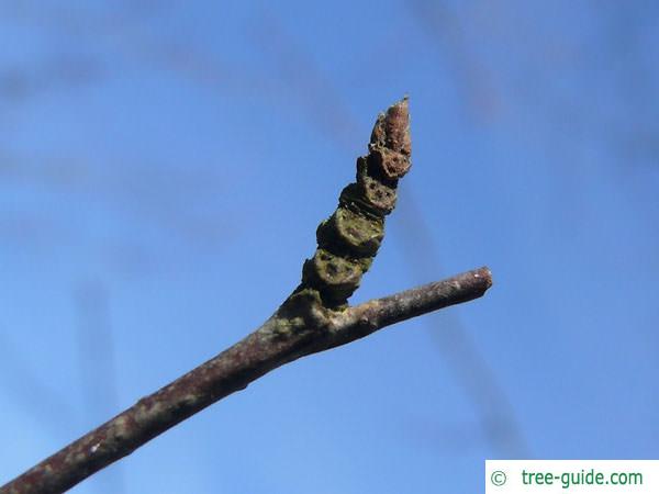 black birch (Betula lenta) termianl bud