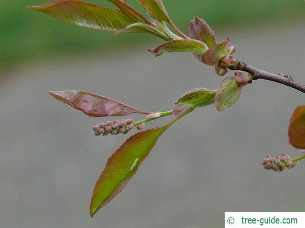 black cherry (Prunus serotina) budding