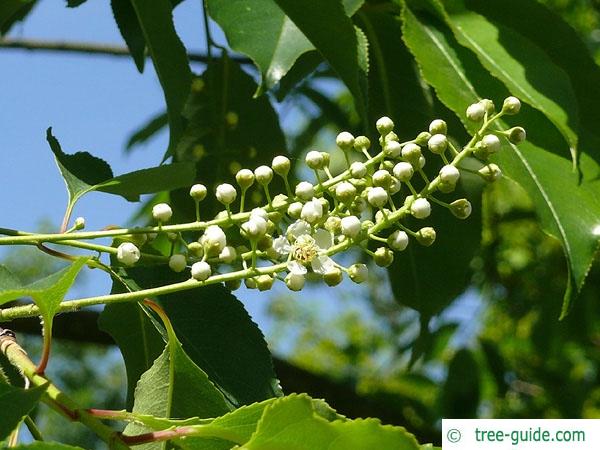 black cherry (Prunus serotina) buds