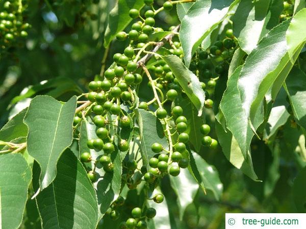 black cherry (Prunus serotina) fruits