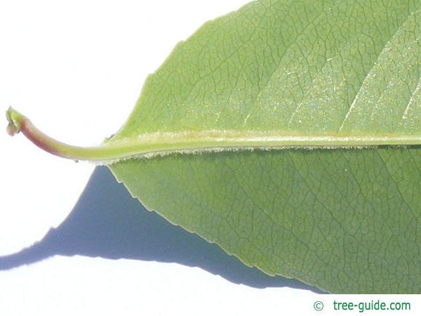 black cherry (Prunus serotina) leaf detail