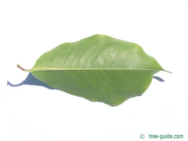 black cherry (Prunus serotina) leaf underside