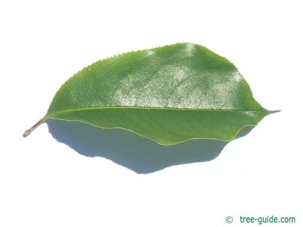 black cherry (Prunus serotina) leaf