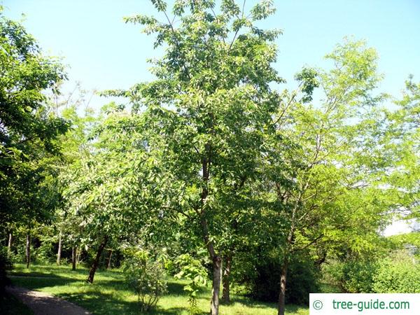 black cherry (Prunus serotina) tree