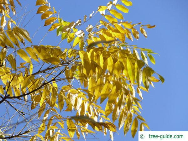 black nut (Juglans nigra) autumn foliage