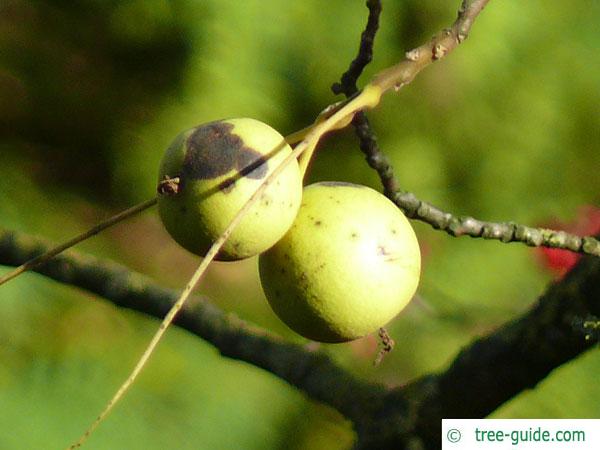 black nut (Juglans nigra) fruit
