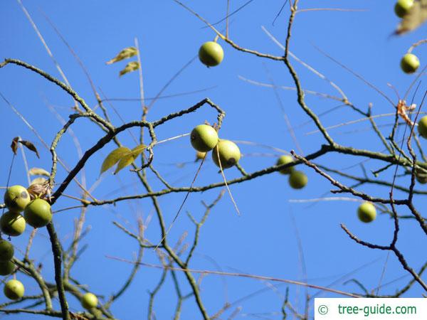 black nut (Juglans nigra) fruits in winter
