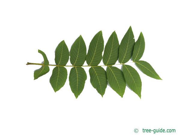 Black Walnut Juglans Nigra Black Walnut Juglans Nigra