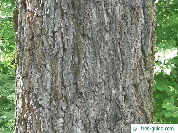 black nut (Juglans nigra) trunk / bark