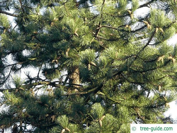 black pine (Pinus nigra) branches