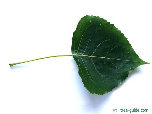 black poplar (Populus nigra) leaf