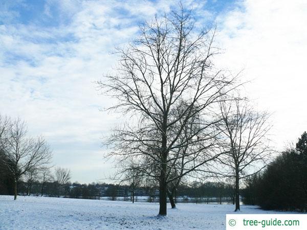 black poplar (Populus nigra) tree in winter