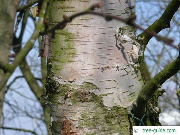 blue birch (Betula caerulea) trunk / stem