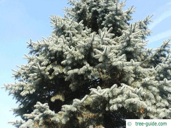 blue spruce (Picea pungens 'Glauca') tree