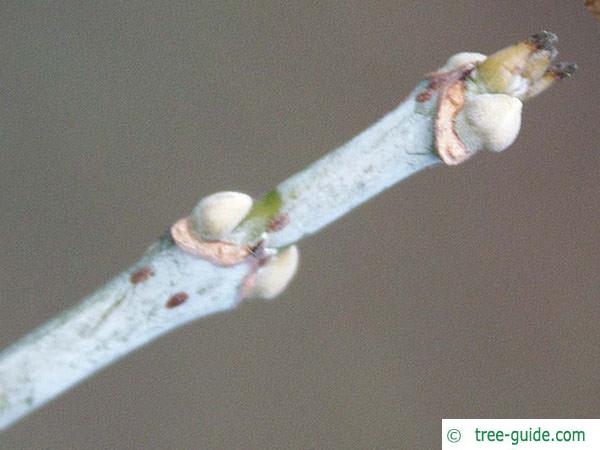 boxelder (Acer negundo) bud 