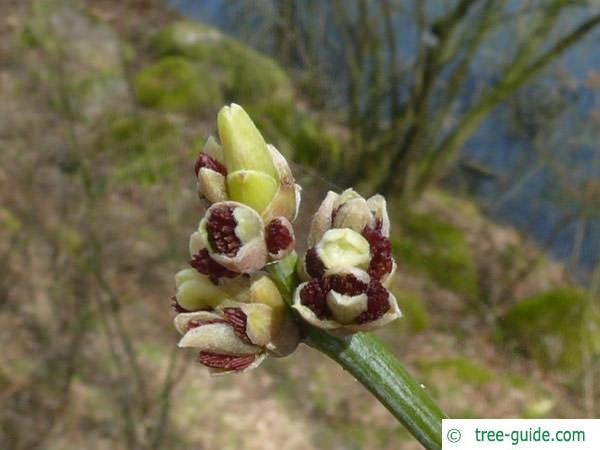 boxelder (Acer negundo) budding sprouts 