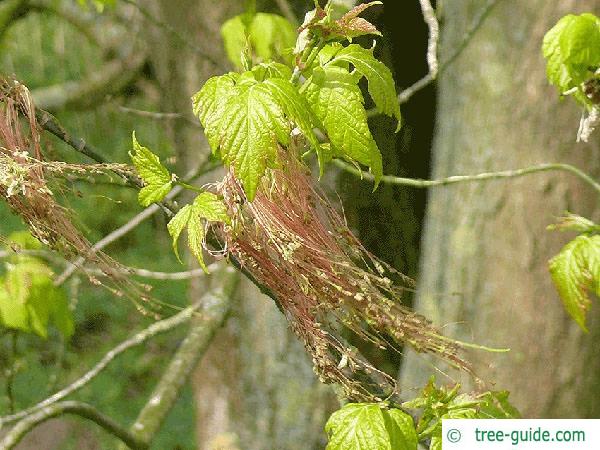 boxelder (Acer negundo) flower 