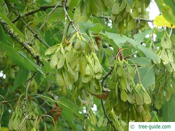 boxelder (Acer negundo) fruits