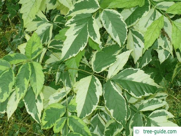 boxelder (Acer negundo var) leaf white green 