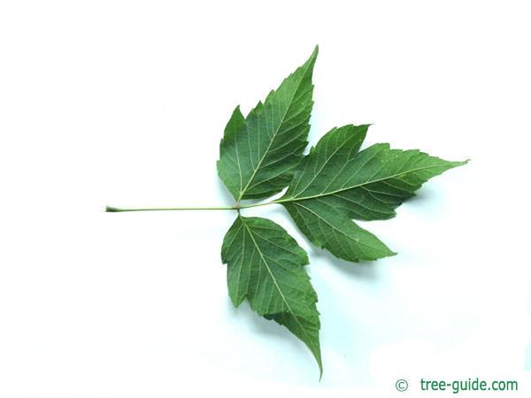 boxelder leaf (Acer negundo)