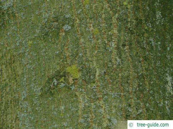 boxelder (Acer negundo) stem 