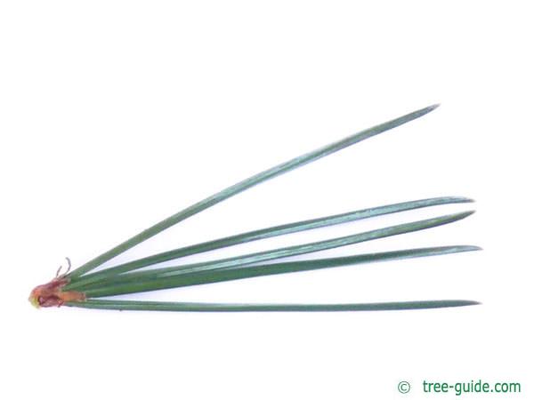 bristlecone pine (Pinus aristata) needles