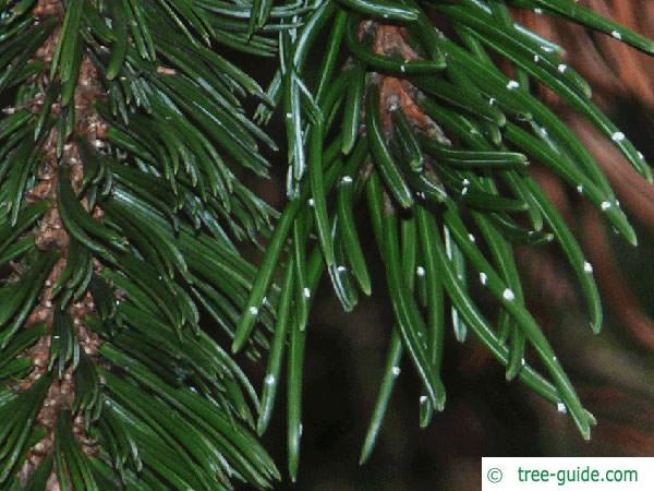 bristlecone pine (Pinus aristata) resin stains