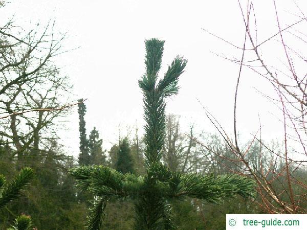bristlecone pine (Pinus aristata) tip
