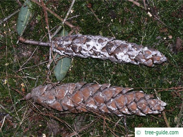 buhtan pine (Pinus wallichiana) cones