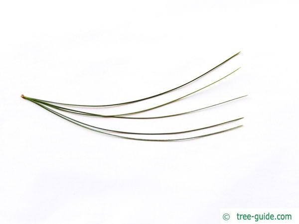 buhtan pine (Pinus wallichiana) needles
