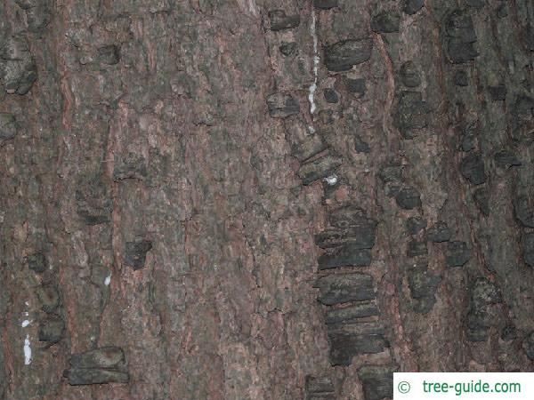 buhtan pine (Pinus wallichiana) trunk