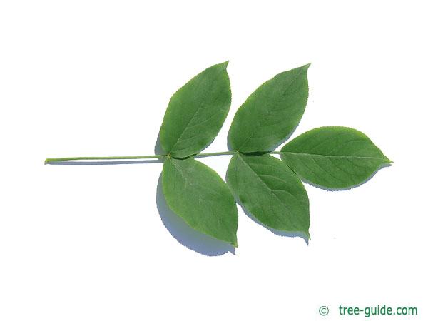 bumald bladdernut (Staphylea bumalda) leaf