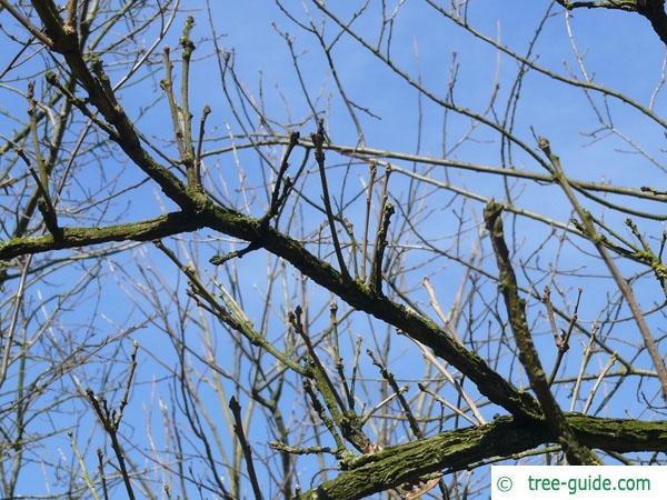 bur oak (Quercus macrocarpa) branch
