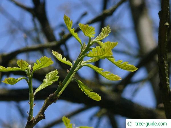 bur oak (Quercus macrocarpa) budding