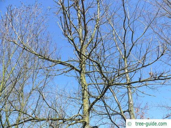 bur oak (Quercus macrocarpa) crown in winter