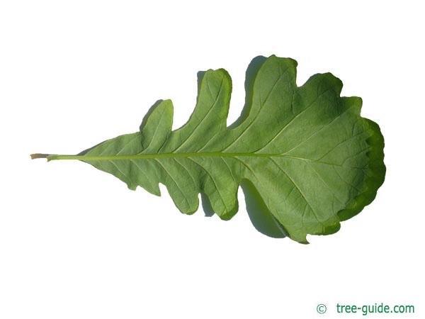 bur oak (Quercus macrocarpa) leaf underside