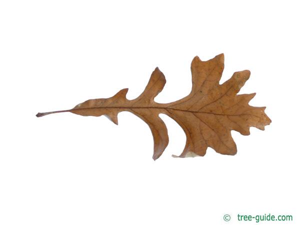 bur oak (Quercus macrocarpa) leaf in Winter