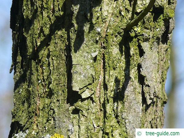 bur oak (Quercus macrocarpa) trunk / stem