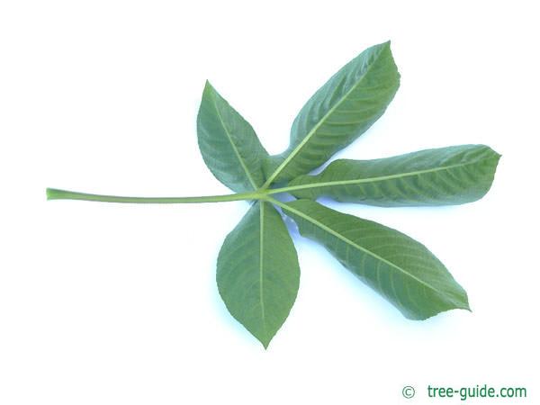 california buckeye (Aesculus californica) leaf underside