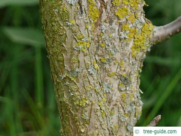 california buckeye (Aesculus californica) trunk / stem