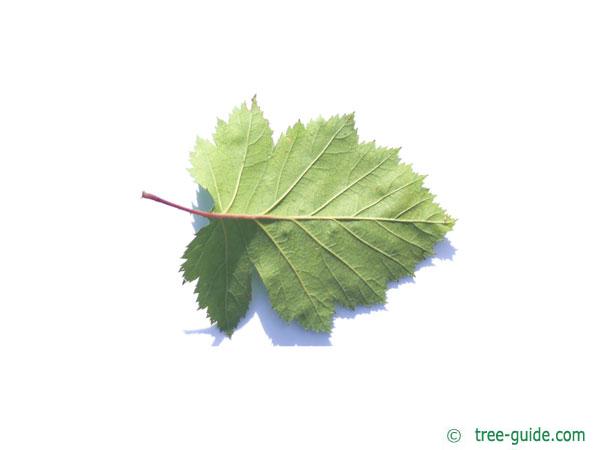 canadian hawthorn (Crataegus canadensis) leaf underside