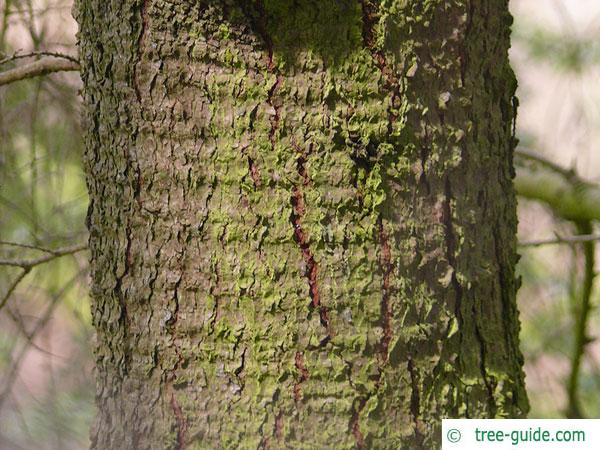 carolina hemlock (Tsuga caroliniana) trunk / stem