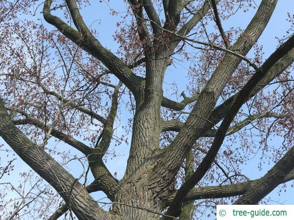 carolina poplar (Populus canadensis) crown in winter