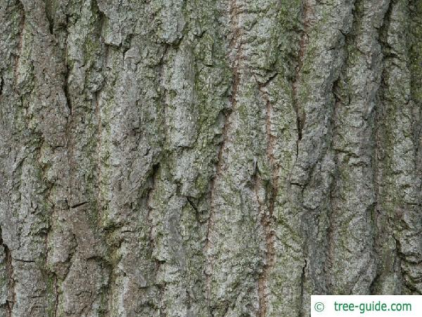 carolina poplar (Populus canadensis) trunk / stem
