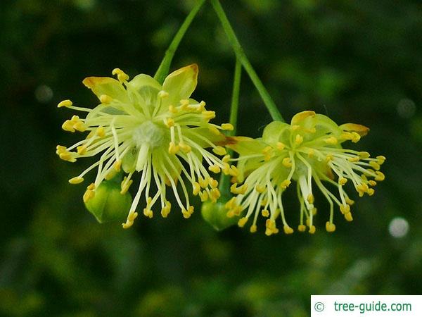 caucasian lime (Tilia x euchlora) flower