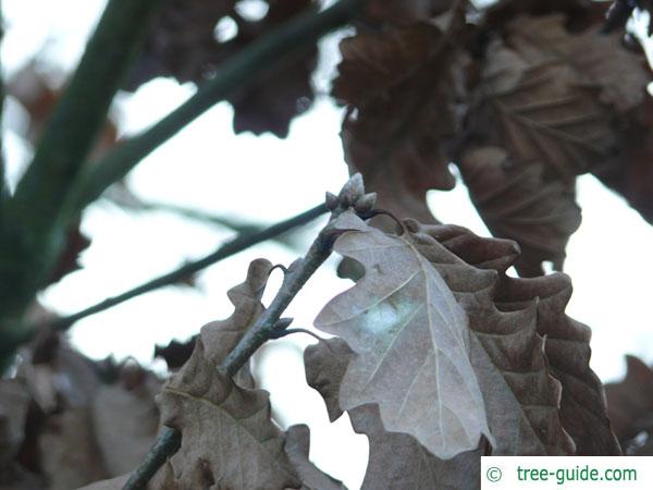 caucasian oak (Quercus macranthera) leaves in autumn