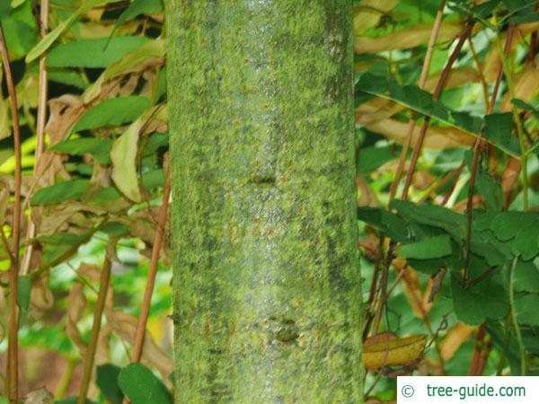 caucasian oak (Quercus macranthera) trunk / bark young tree