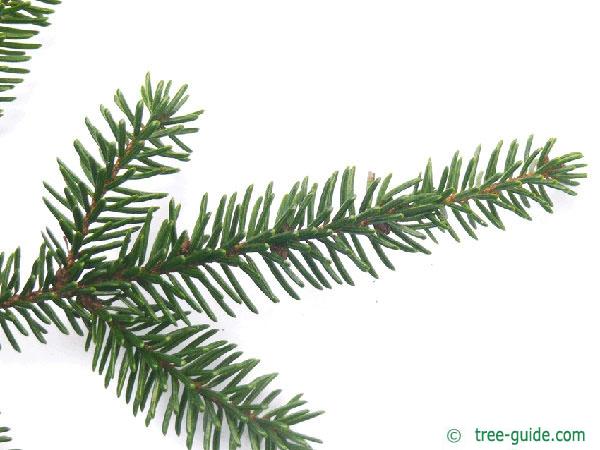 caucasian spruce (Picea orientalis) branch